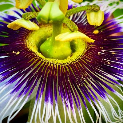 PCC 50 La finca es un negocio: Explorando las frutas tropicales como potencial cultivo en Florida (Parte 4 de 4)