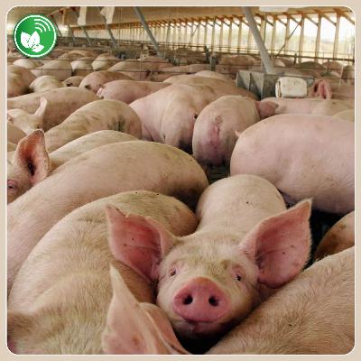 Carne de cerdo: negocio que crece, tensiones que preocupan