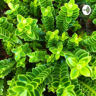 望みの木、願いの木（Wishing Tree）の瞑想の音声☆