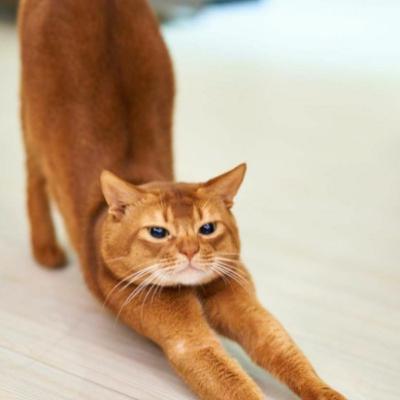 Mindful bewegen - mindful yoga