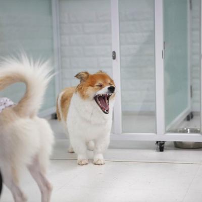 Free Animal Insurance Policy