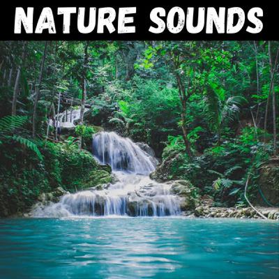 Forest Rain - 10 Hours for Sleep, Meditation, & Relaxation Forest Rain - 10 Hours for Sleep, Meditation, & Relaxation