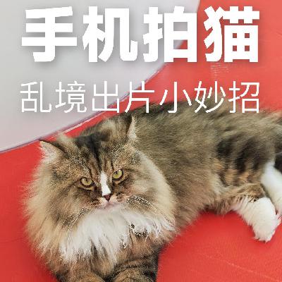 手机拍猫,乱境出片小妙招-摄影早自习第2576天 手机拍猫,乱境出片小妙招-摄影早自习第2576天