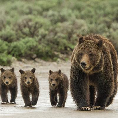 Tom Mangelsen: Grizzy 399 and confessions of a wildlife photographer