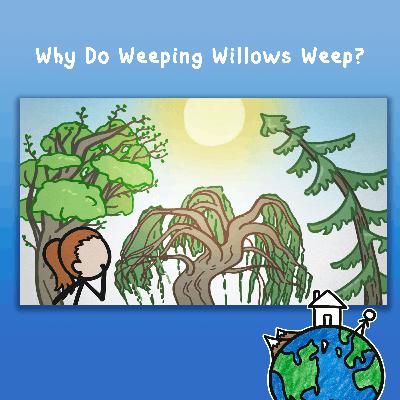 Why Do Weeping Willows Weep? Why Do Weeping Willows Weep?