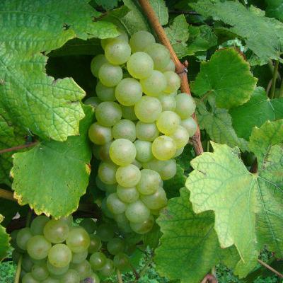 Chardonnay