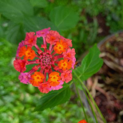 Pahala Berlipat Lipat di Bulan Ramadhan Pahala Berlipat Lipat di Bulan Ramadhan