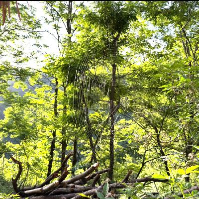 道长闲聊 蜘蛛 马蜂 上网 名相 风水 雷布斯和马斯克车间睡觉照 还有再说说“云道长和云隐终南”真的谁都适合叫么？