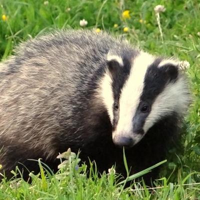 Backyard Badgers And Flowerbed Foxes
