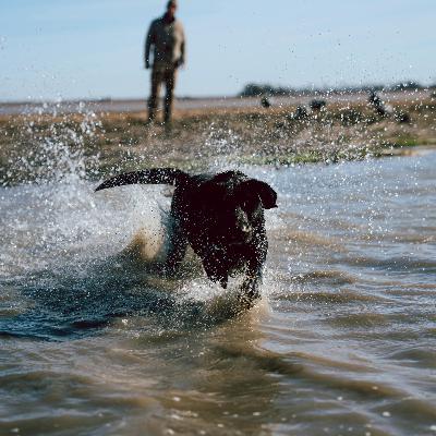 E 264. The National Retriever Gundog Championships with Lyle Steinman