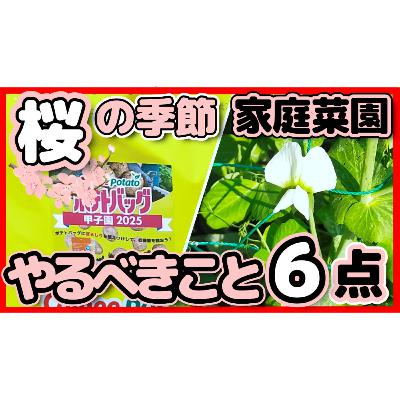 【初心者必見】桜の季節に家庭菜園やるべきこと６点