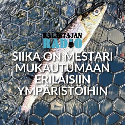 Siika on mestari mukautumaan erilaisiin ympäristöihin Siika on mestari mukautumaan erilaisiin ympäristöihin