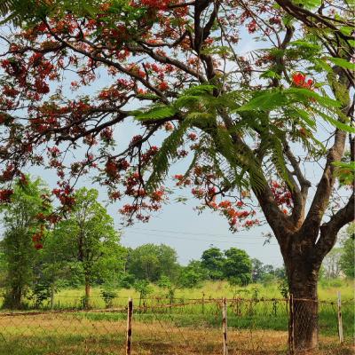 #5 - Gulmohar Tree / Delonix regia