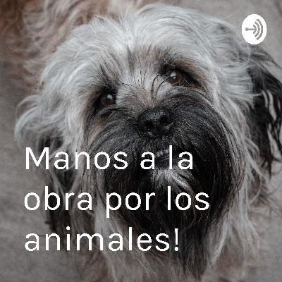 Manos a la obra por los animales!