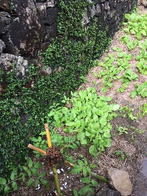 外地人來挖土啦！小島生活必備的家庭小菜園，怎麼越種越多土？