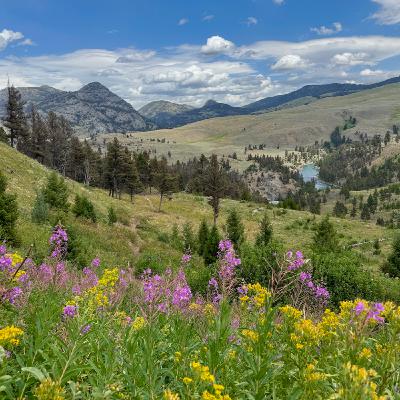 This Week in Yellowstone: July 24th to July 30th, 2025