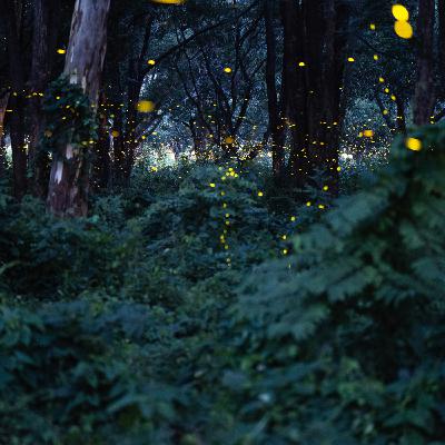L'albero di Natale - Leggenda tradizione nordica L'albero di Natale - Leggenda tradizione nordica