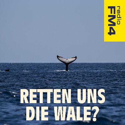 Deep Dive: Retten uns die Wale? (1/3)