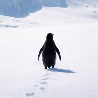 Penguin - Encounters at the End of the World