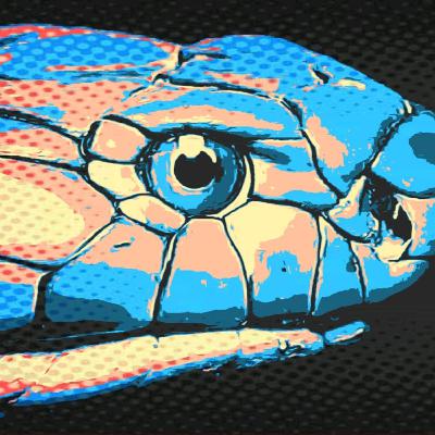 Cobra Real - Especie del día 5 Cobra Real - Especie del día 5