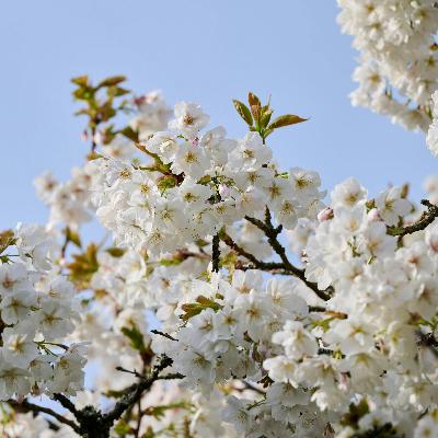 Resilient gardens, blossoming trees & growing cucumbers