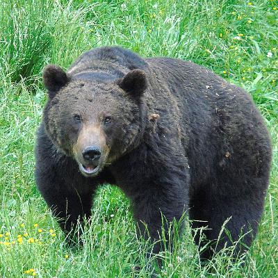 A Wilder Life: Update #1