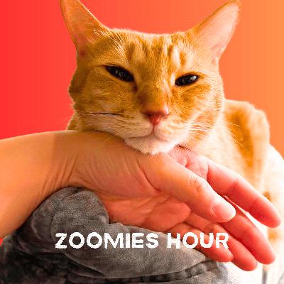 #016 猫と暑さ対策、快適おうち環境について