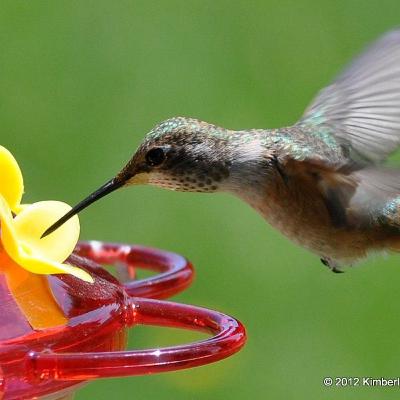 Proyecto colibrí 🥺
