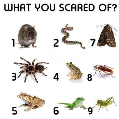 What You Scared Of? - Animal Edition