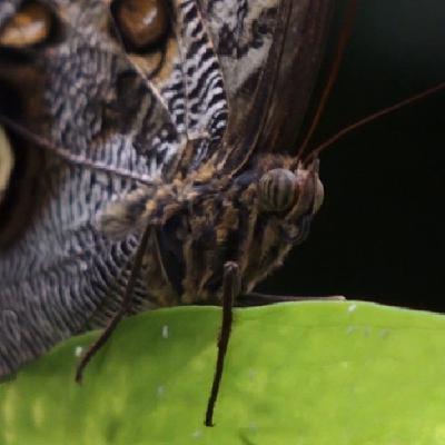 Sehnsuchtsort Costa Rica: Wo leuchtende Falter & spannende Botanik warten