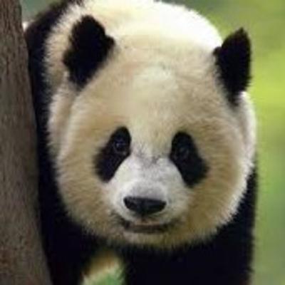 LA VIDA DE EL OSO PANDA