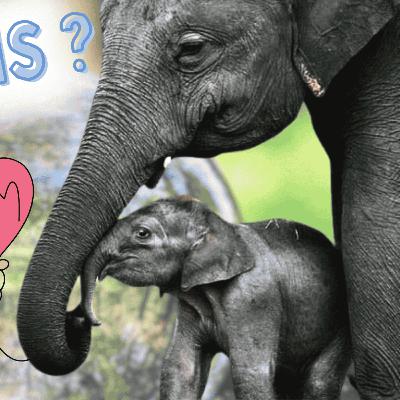 Est-ce que ta MAMAN est un ÉLÉPHANT ? (Note /10) Est-ce que ta MAMAN est un ÉLÉPHANT ? (Note /10)