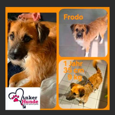 "Senior Hund adoptieren" Eine zweite Chance fürs Leben!