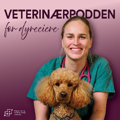 Huggormbitt – råd og fakta til både dyreeier og veterinær Huggormbitt – råd og fakta til både dyreeier og veterinær