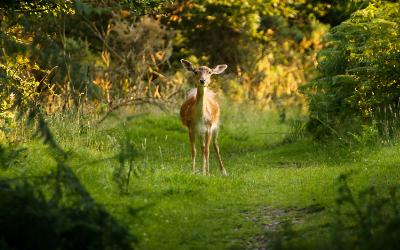 Vulnerability – the secret of authentic leaders Vulnerability – the secret of authentic leaders