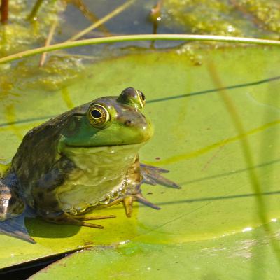 Frogs in the Watershed!