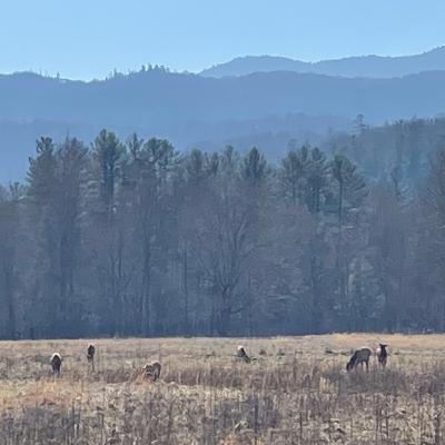 3 Guns for Hunting North America 3 Guns for Hunting North America