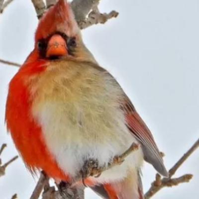 Birds in the News - March 20, 2023 Birds in the News - March 20, 2023