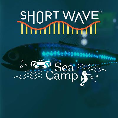 Sea Camp: The Largest Daily Migration On Earth