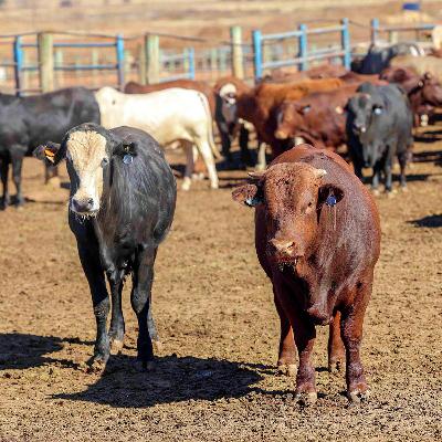 Bek-en-klouseer: Hele nasionale beeskudde gaan ingeënt word Bek-en-klouseer: Hele nasionale beeskudde gaan ingeënt word