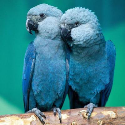 O RETORNO DAS ARARINHAS-AZUIS