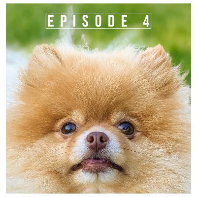 04 - Answers Pet Food 04 - Answers Pet Food