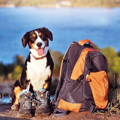 Heimtier Podcast - Outdoor & Reisen - Zecken- und Flohschutz im Fokus