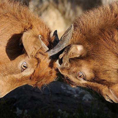 Let's Agree to Disagree Let's Agree to Disagree