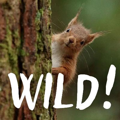 Eichhörnchen: So präsent und doch so rätselhaft – mit Sinah Drenske