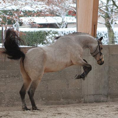 Millainen On Etupainoinen Hevonen?