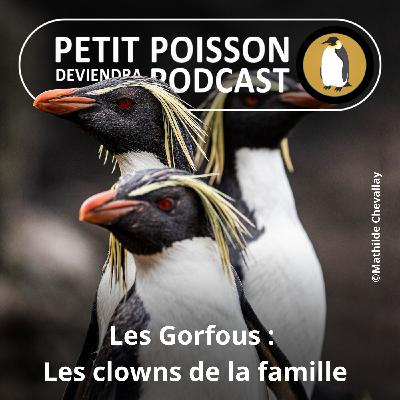 S05E23 Les Manchots : Les Gorfous, les clowns de la famille (Mathilde Chevallay)