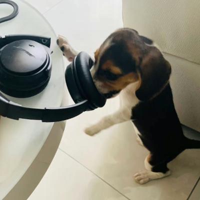 一个人一生中会听的歌或许早已注定? 一个人一生中会听的歌或许早已注定?