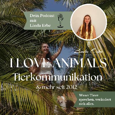 # 26 Ernährung nach TCVM – was Hund & Katze wirklich brauchen Folge 2 von 2