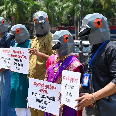 The Culture War Over Pigeon Feeding in Mumbai The Culture War Over Pigeon Feeding in Mumbai